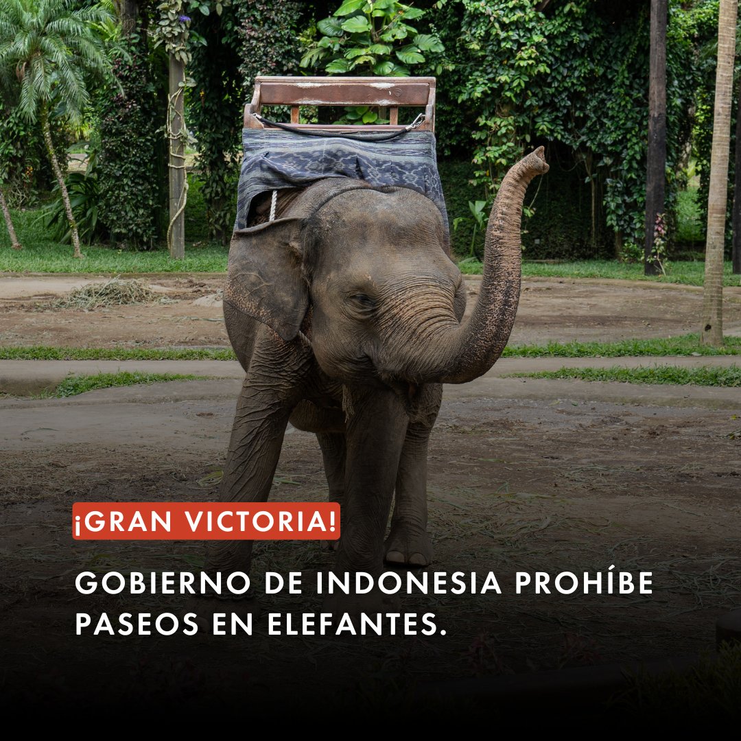 Protección Animal Mundial tweet media