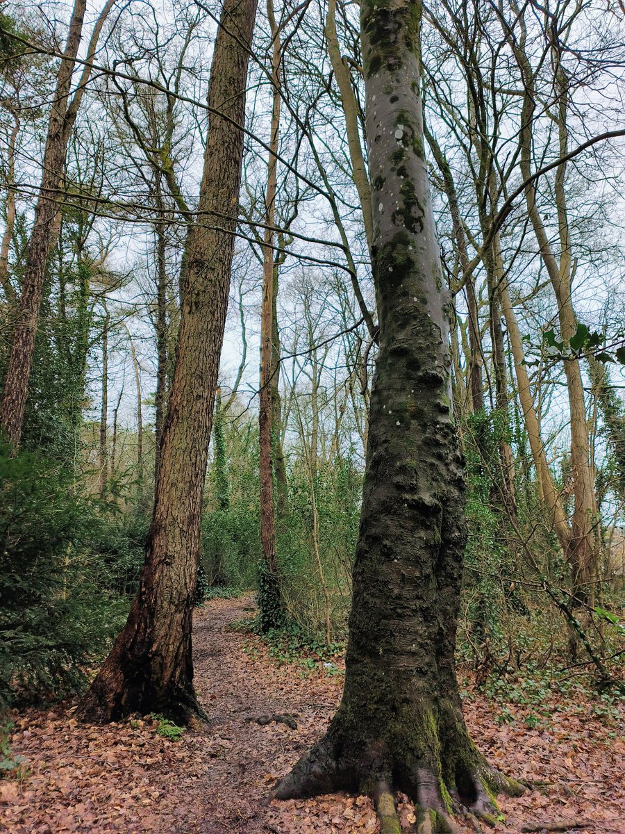LadyGrace27's tweet image. The trees lean close, the trails beckon, and the clouds gather softly...🌿

#FridayVibes #walks #walkies #woods #nature #NatureLover #rainydays