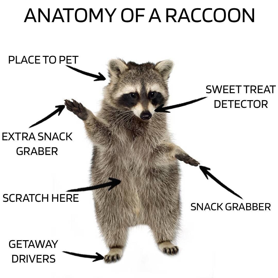 raccoon with confusing auras (@raccoonauras) on Twitter photo 