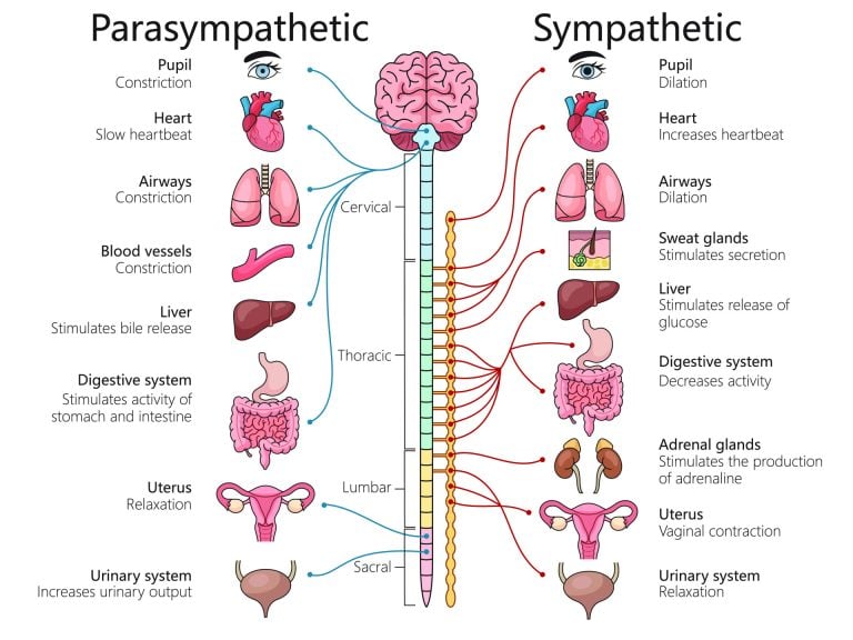 Clear SNS vs PNS diagram

This is the system responsible for arousal not the medications you take.

Appease the system and everything else will be simultaneous.
Kindly follow for more factual tips
<a href="/SugarDocHealth/">Dr Champion</a> <a href="/GaliBillyyoung/">Pharm. Billy-young</a>