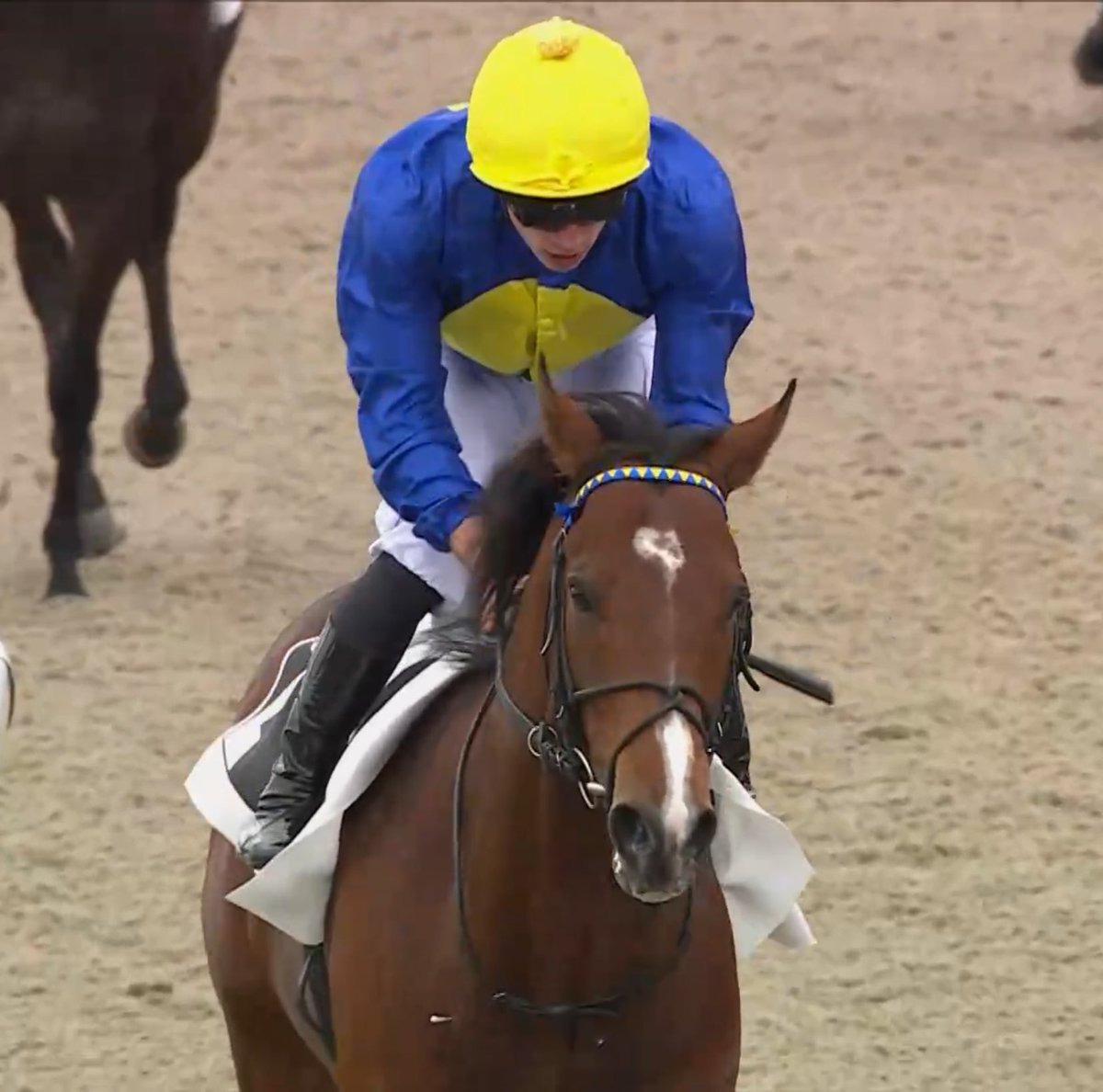 AsoTurfGalop's tweet image. Después de hacer un meeting de Pau más que correcto encontró su ansiada victoria DISILLUSION. Hoy era su día.