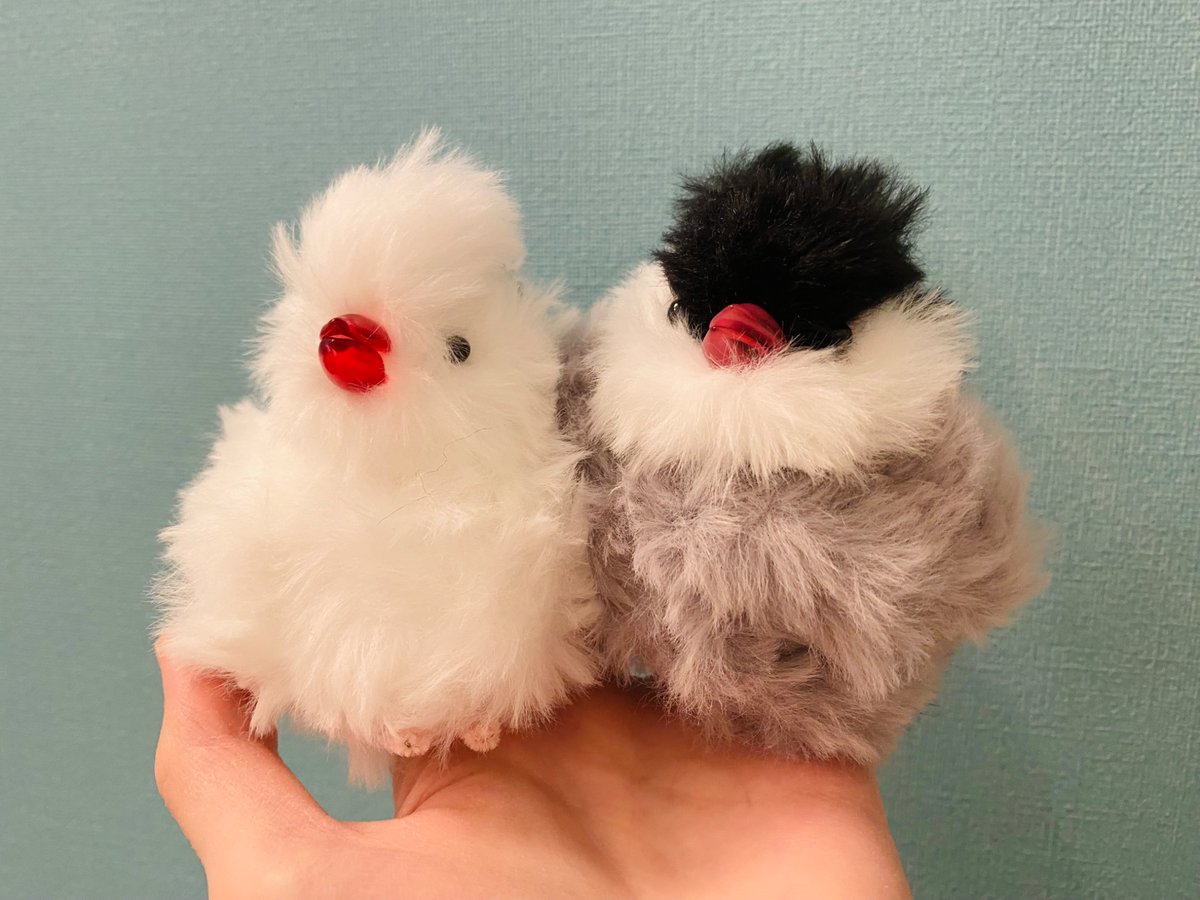 しゃくれ桜文鳥ちゃん