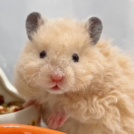 아니 리우 오늘 완전 곱슬햄이네