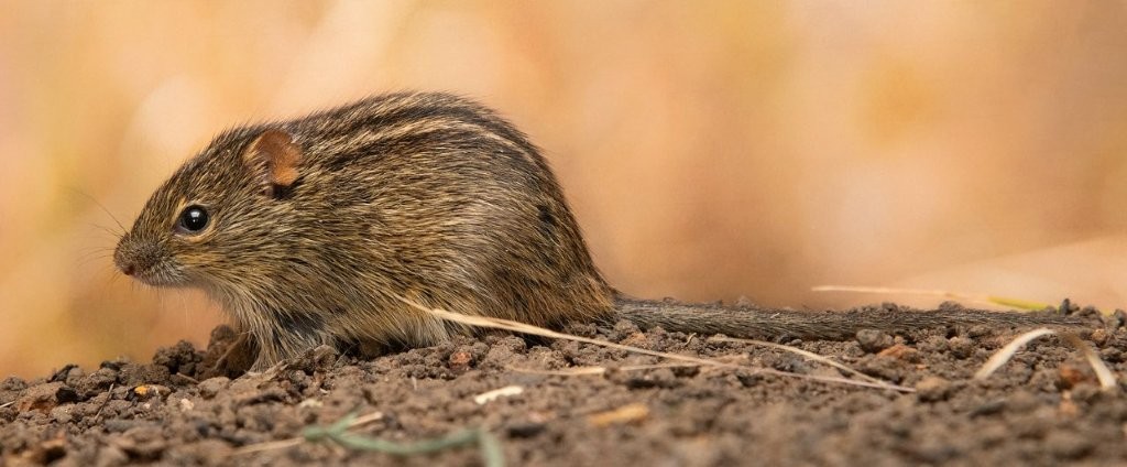 Institute of Vertebrate Biology tweet media