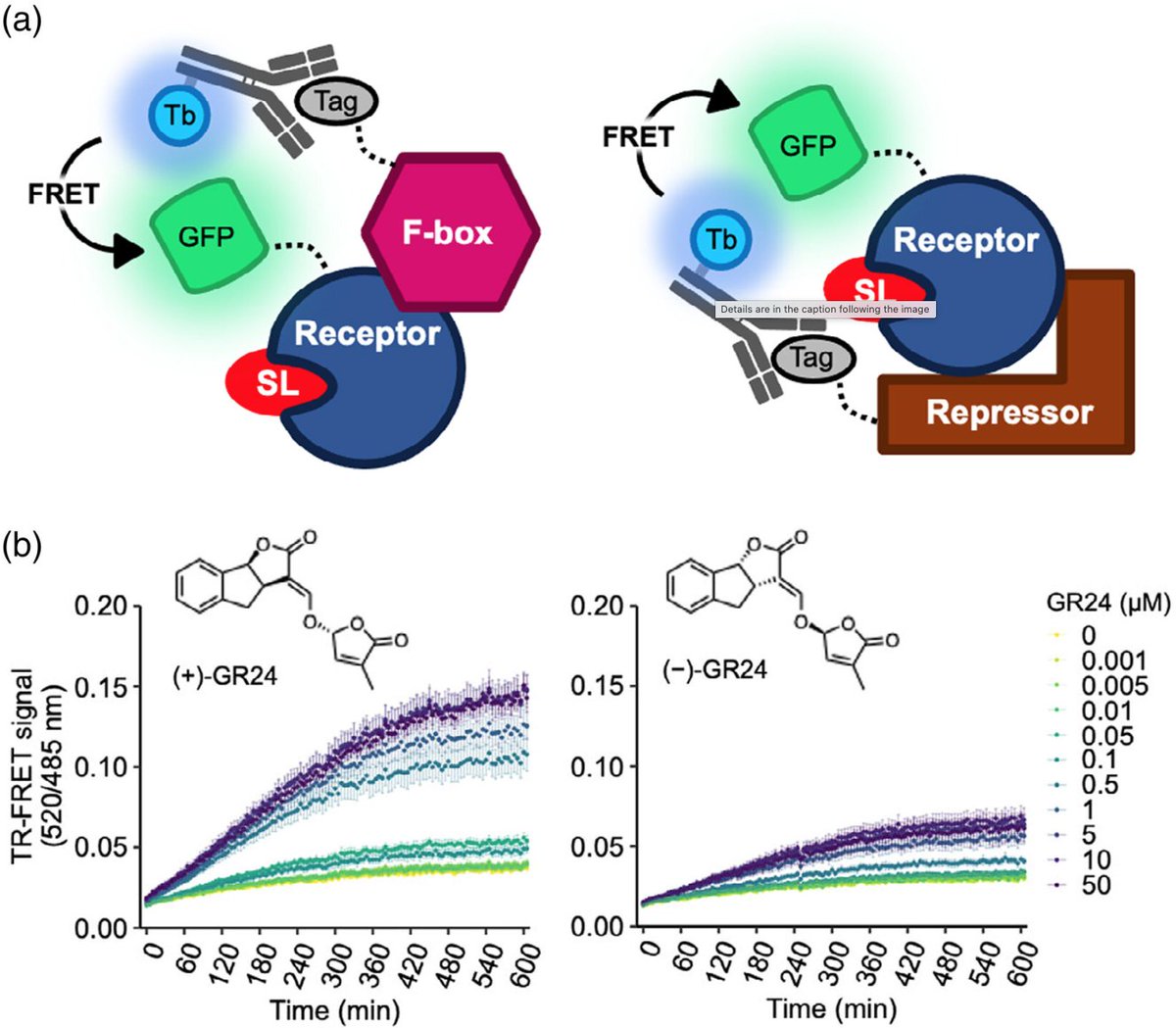 💡 Research Highlight by✍️ <a href="/tran_scription/">Martin Balcerowicz</a> 
 👁️Caught in the act: watching strigolactone signaling happen 
👉doi.org/10.1111/tpj.70…
About Suzuki et al: In vitro dynamic and quantitative monitoring of SL-signaling complex formation by time-resolved FRET
doi.org/10.1111/tpj.70….