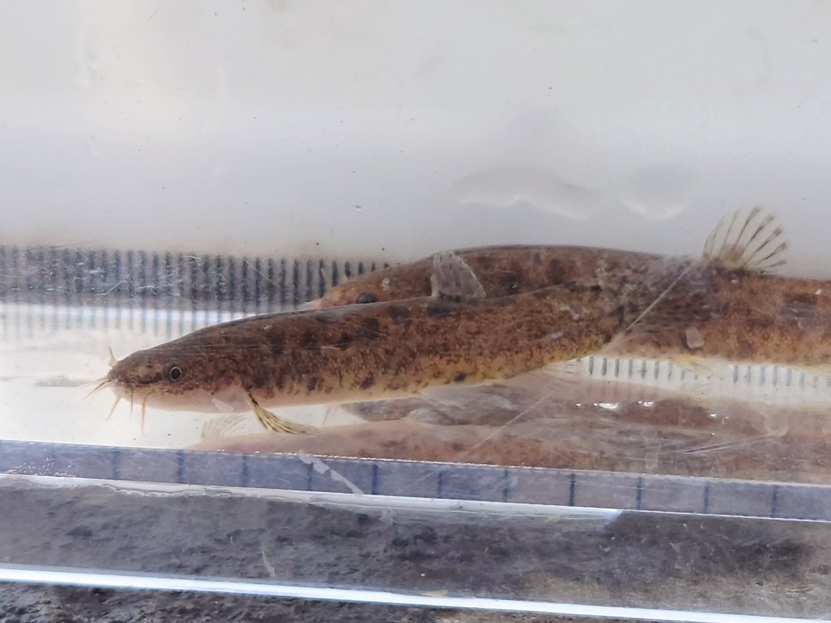 #エッチなドジョウ4選