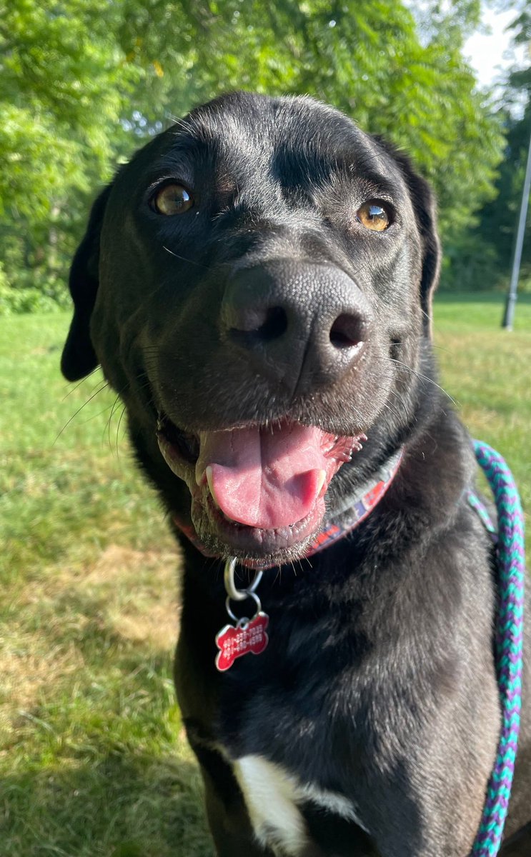 Brown Gen Surg Residency tweet media