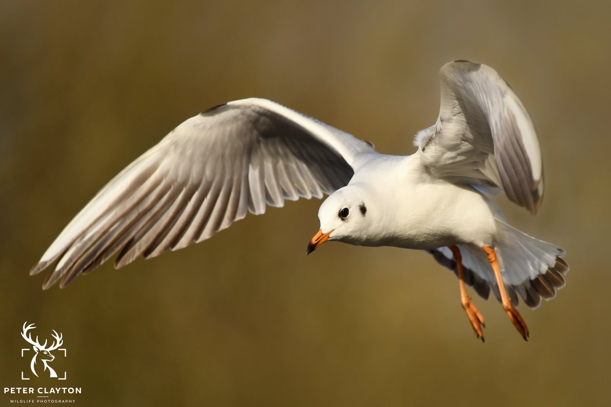 A Black-Headed Gull in winter plumage. Did you know that these birds only have the so called black head during the summer months, in winter they take on a completely different look. To some this might seem like a different bird species entirely #blackheadedgull #winterplumage
