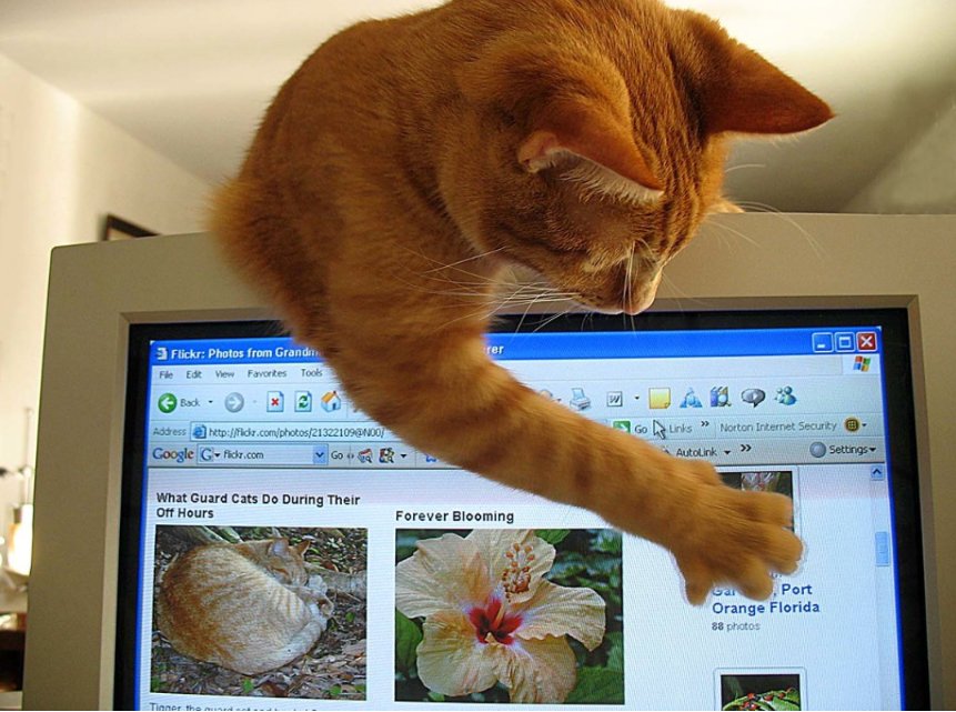 ZomgCat's tweet image. Man, I wish there was a way I could surf the web without seeing any pesky advertisements!

The humble ad blocker: