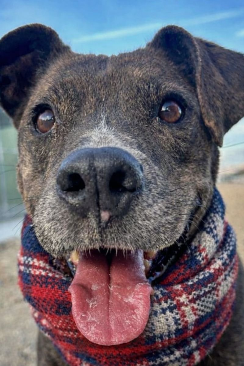 #Jaén
#RAYO tiene más de 10 años, y llegó a la protectora hace nueve, tras ser rescatado de la perrera. Era joven, lleno de energía y con esa ilusión tan típica de los perros que aún creen que lo mejor está por venir.

Hoy, casi una década después… su sueño sigue siendo el