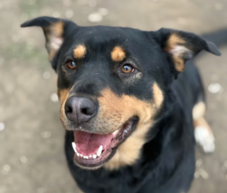 HollywoodDogs's tweet image. Athena, a 4-year-old Rottweiler mix at an overcrowded shelter in #Tulsa, #OK, needs a forever home, a foster home, or rescue adoptapet.com/pet/47035646-t… #URGENT #Rottweiler #AdoptableDogofDay 🐶