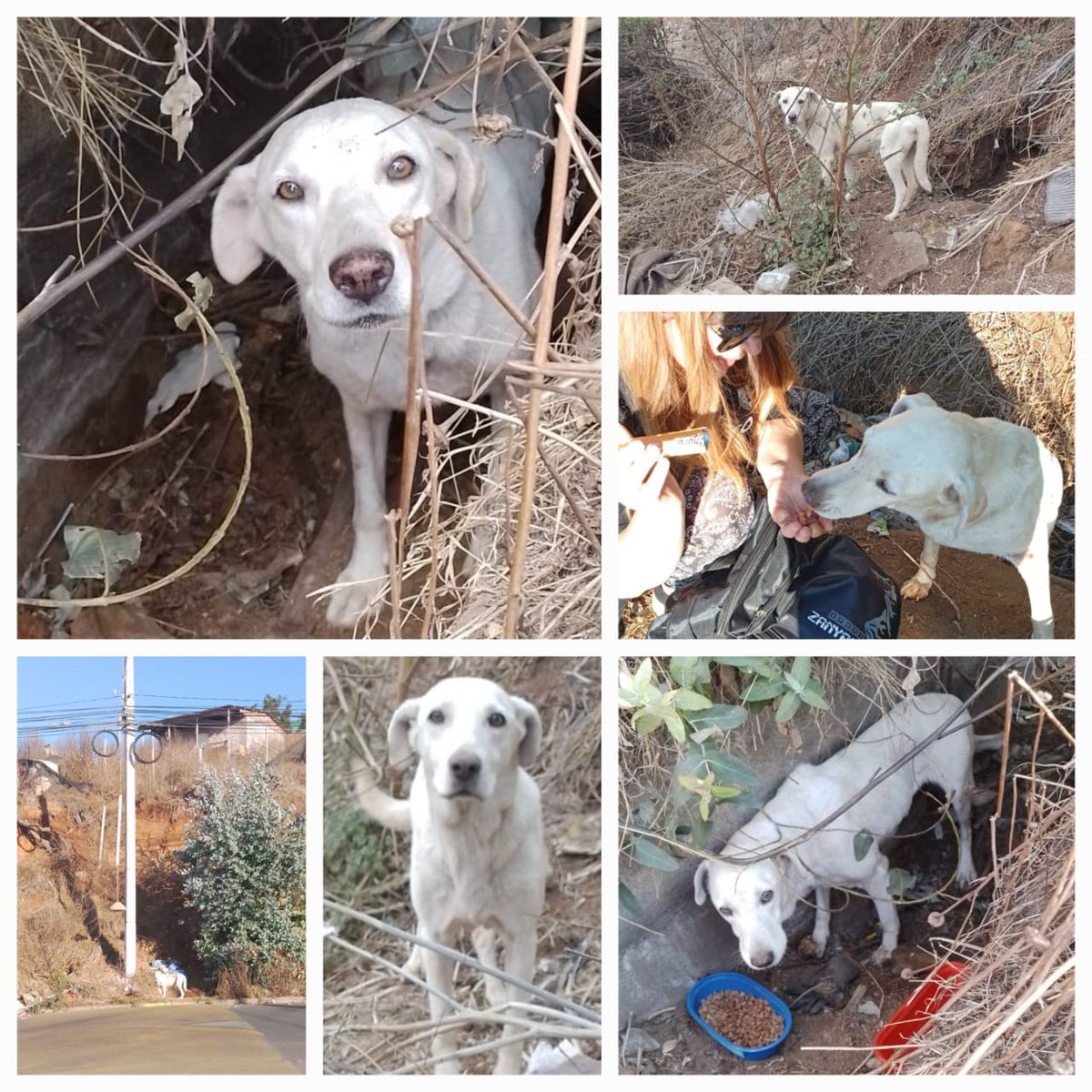 Adrian_acevedob tweet media