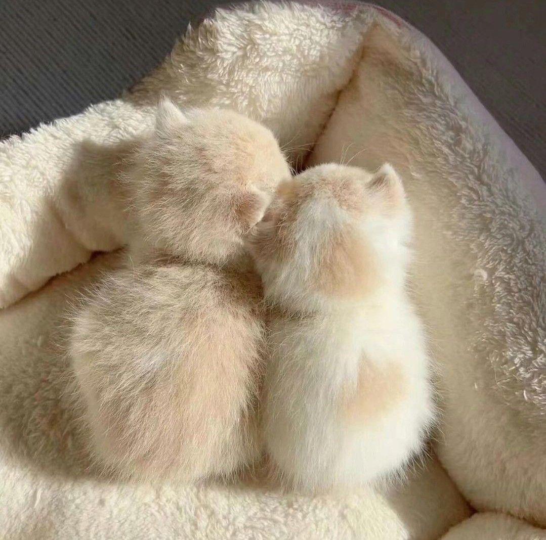 cutedreamvibes's tweet image. 