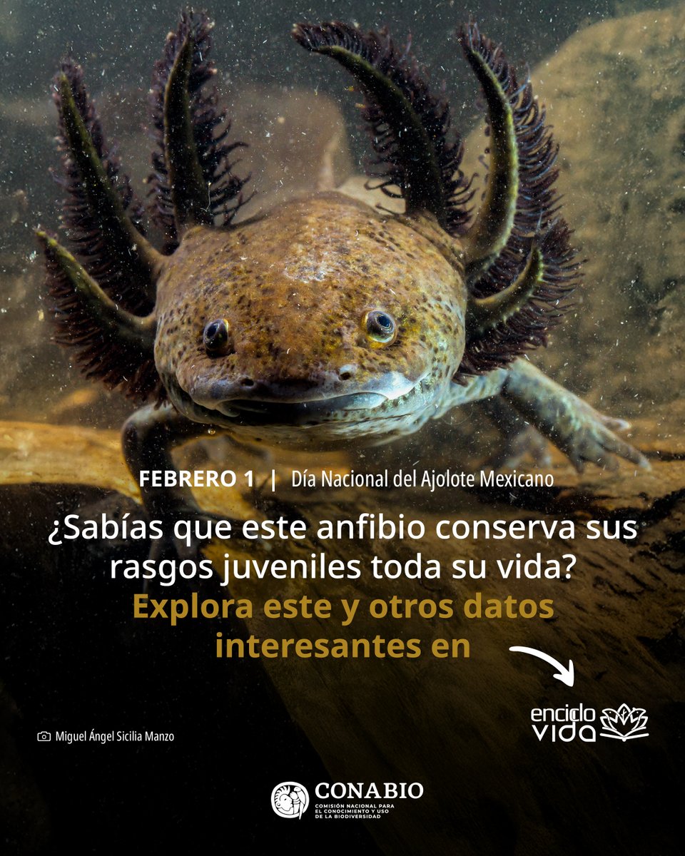 CONABIO's tweet image. 🦎 ¡Hoy celebramos el Día Nacional del Ajolote!
El Ajolote de Xochimilco (Ambystoma mexicanum), orgullosamente endémico de México, no solo nos cautiva con su apariencia carismática; es una maravilla de la evolución con capacidades regenerativas asombrosas. Este anfibio es un…