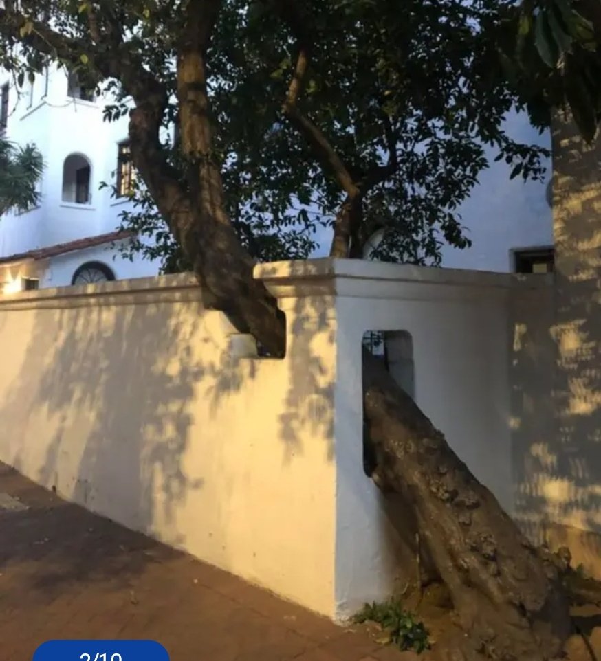 Todo arquitecto decente sabe que los árboles aportan múltiples beneficios a las personas y por eso hace todo lo posible por salvarlos e integrarlos en sus proyectos. Jamás se le ocurriría inventar una guerra entre árboles y personas. Eso solo ocurre con energúmenos como <a href="/ipoduje/">Ivan Poduje</a>.