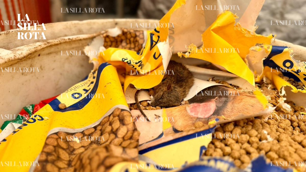 La Silla Rota tweet media