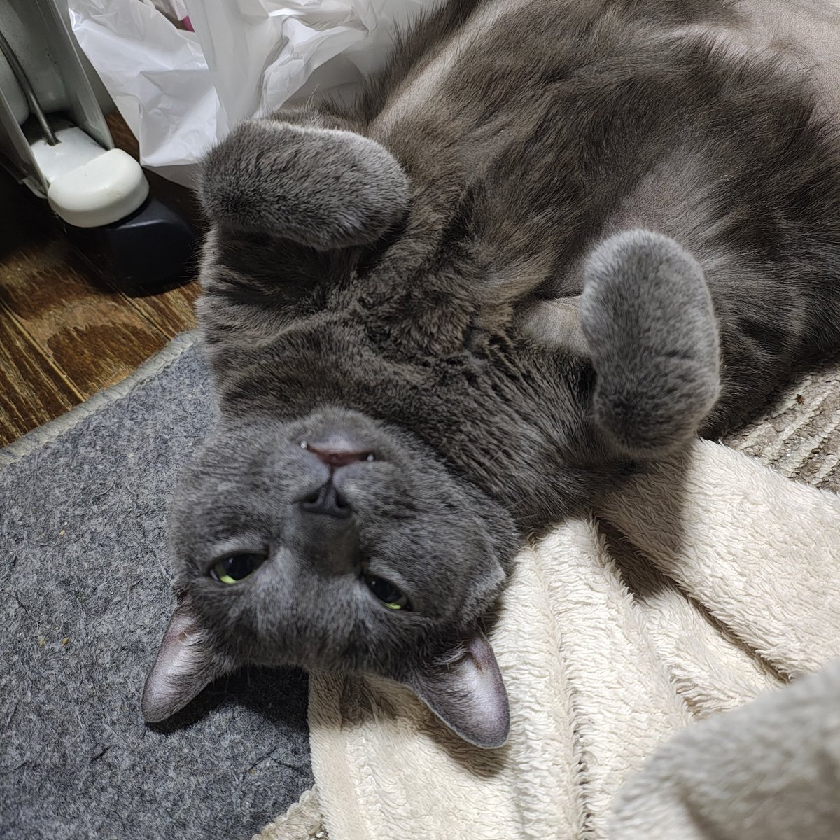 zero7652's tweet image. おはようございます☀️目を開けたままヘソ天で寝ているロシ🐾🐈‍⬛