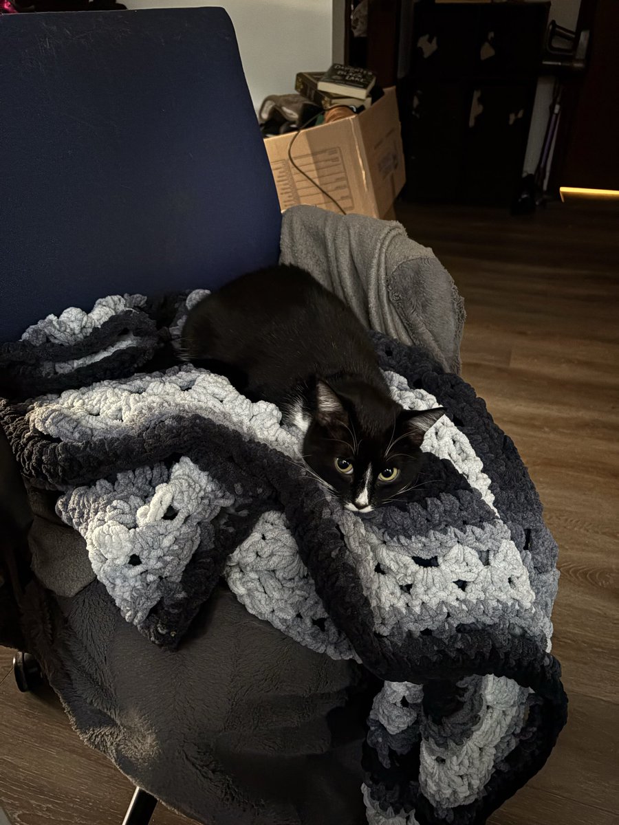 EmmaSellsVans's tweet photo. ok i get it everyone thinks their cat is the cutest cat, BUT LOOK AT HER- THATS GOO ON MY SHOE! SHES 2 YEARS OLD AND 6 POUNDS AND SHE HAS THE BIGGEST EYES IN THE UNIVERSE. https://t.co/s8gfATeBYd