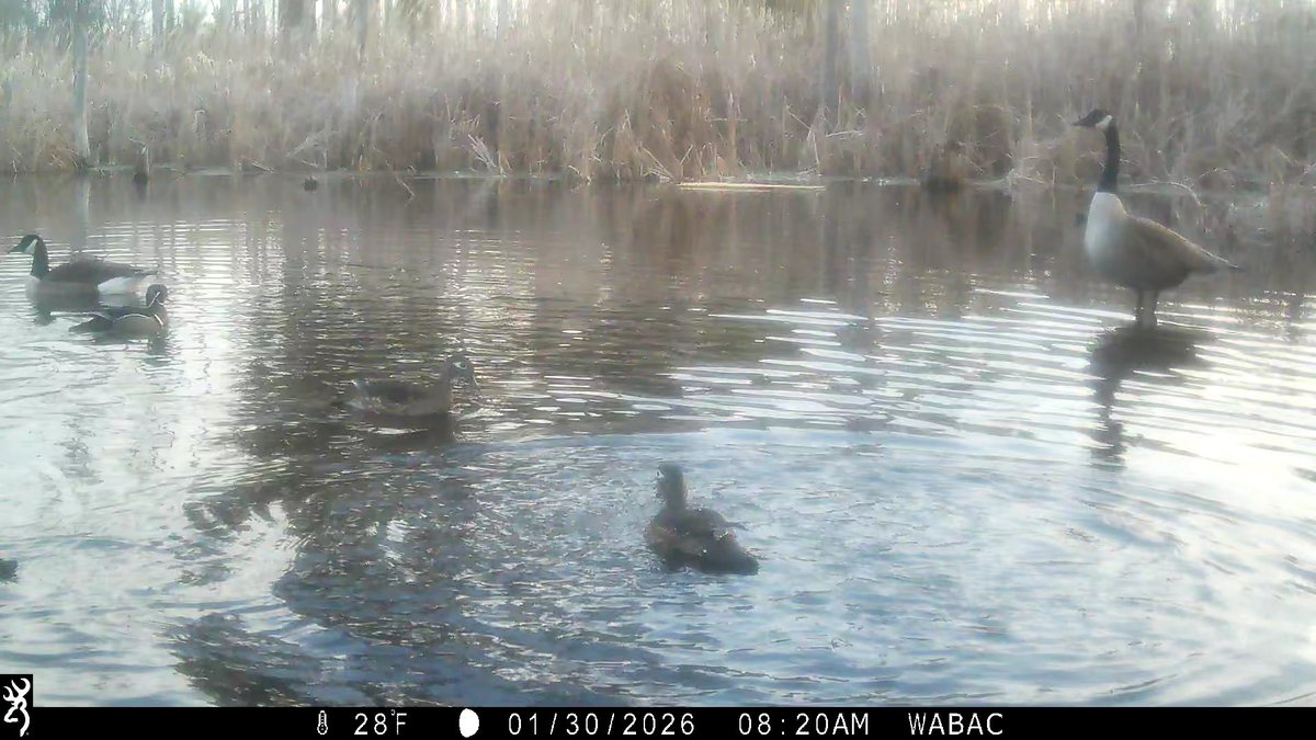 Wood duck hole had some visitors this morning🤔