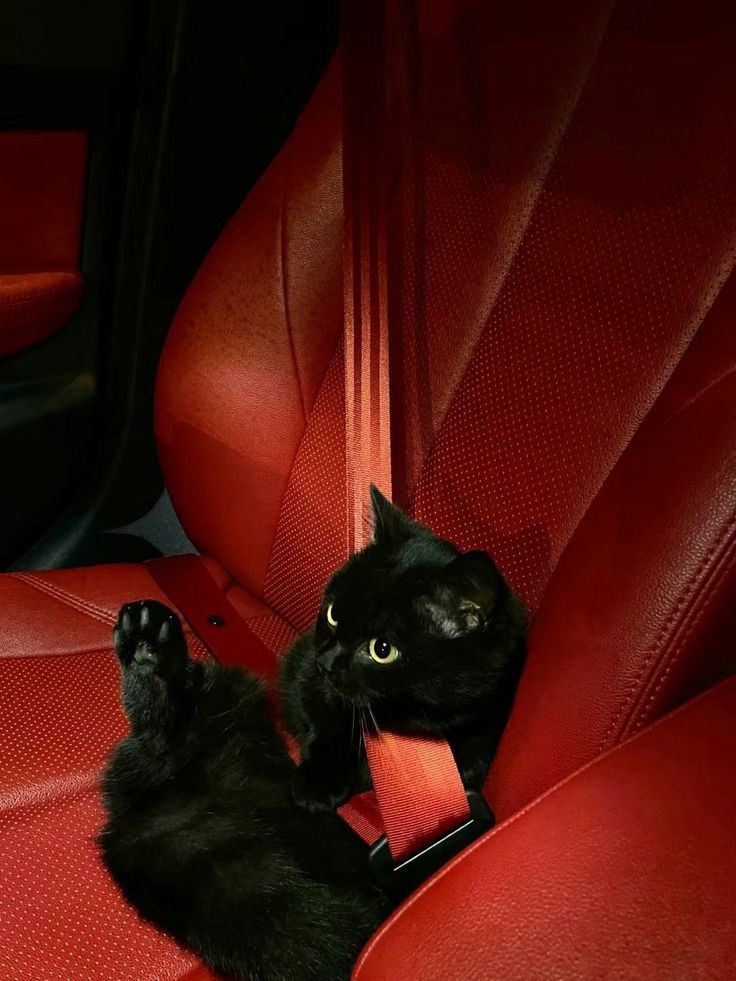 Black. (@blackdreamvibes) on Twitter photo 