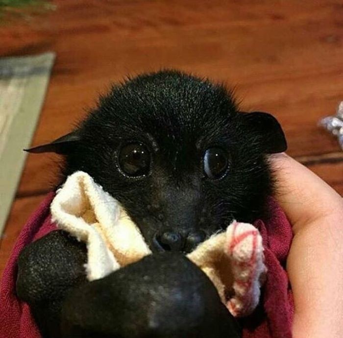 Bats Nightly 🇵🇸 tweet media