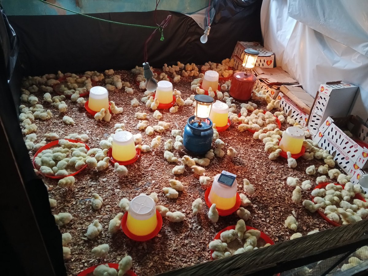 Victor Chidiebere tweet media