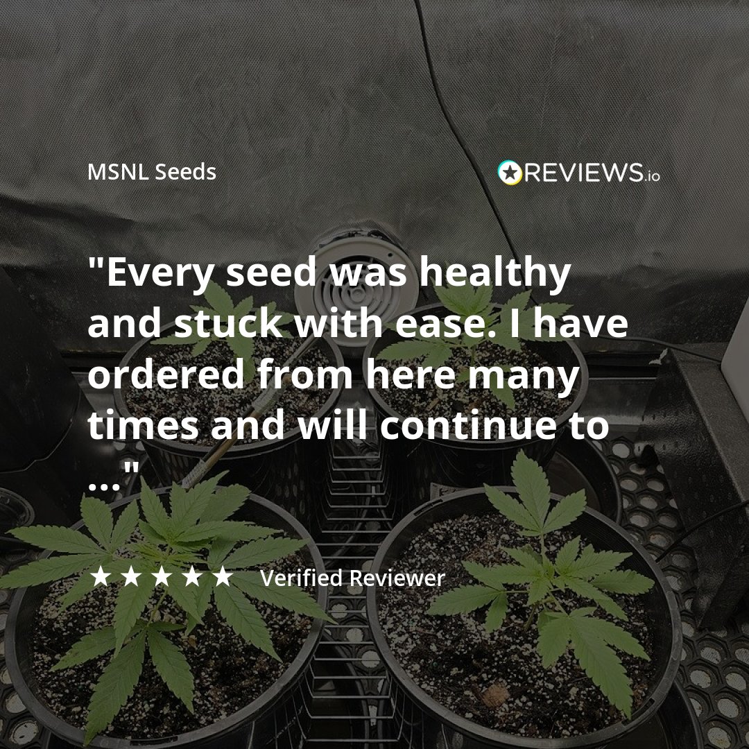 MSNL Seeds tweet media