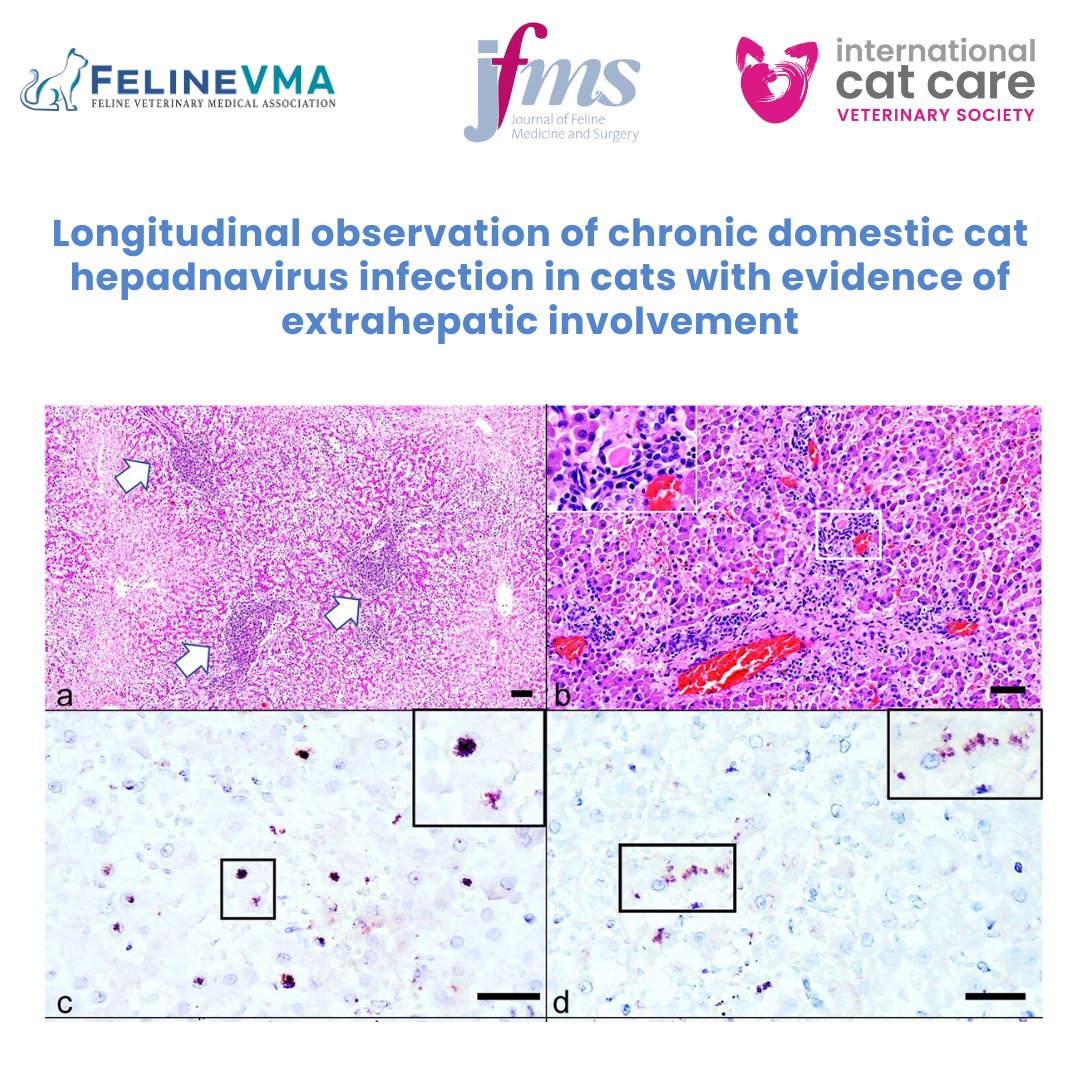 Feline Veterinary Medical Association tweet media