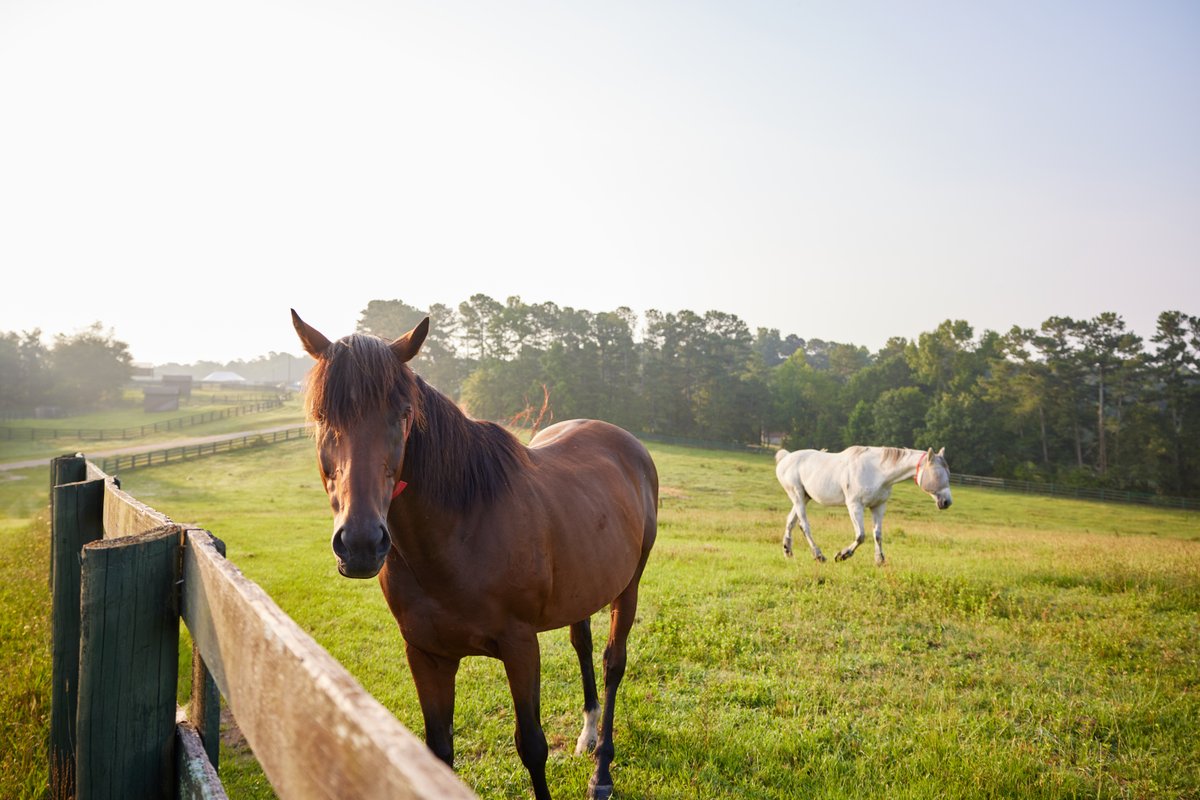City of Aiken PRT tweet media
