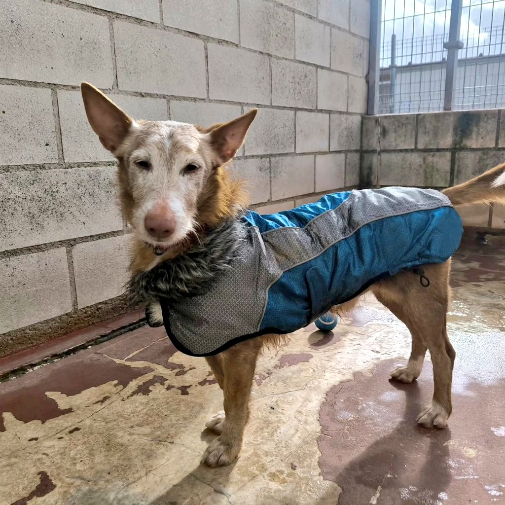 Chipote tiene 8 añitos Ha llegado a nosotras en busca de una nueva #oportunidad, y os necesitamos a vosotros para dársela Es un perrito tranquilo,  pero también busca mimos cuando los necesita y es sociable con otros perros
#Adopta ✍🏻 apap@apap-alcala.org

#Ayuda #Difunde 🙏🏻