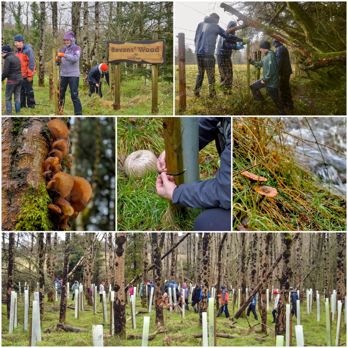 Native Woodland Trust tweet media