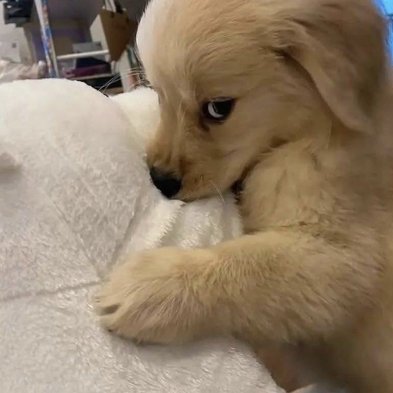 이소희 강아지 tweet media