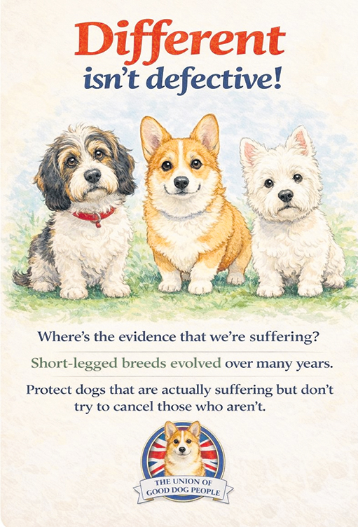 OUR DOGS tweet media