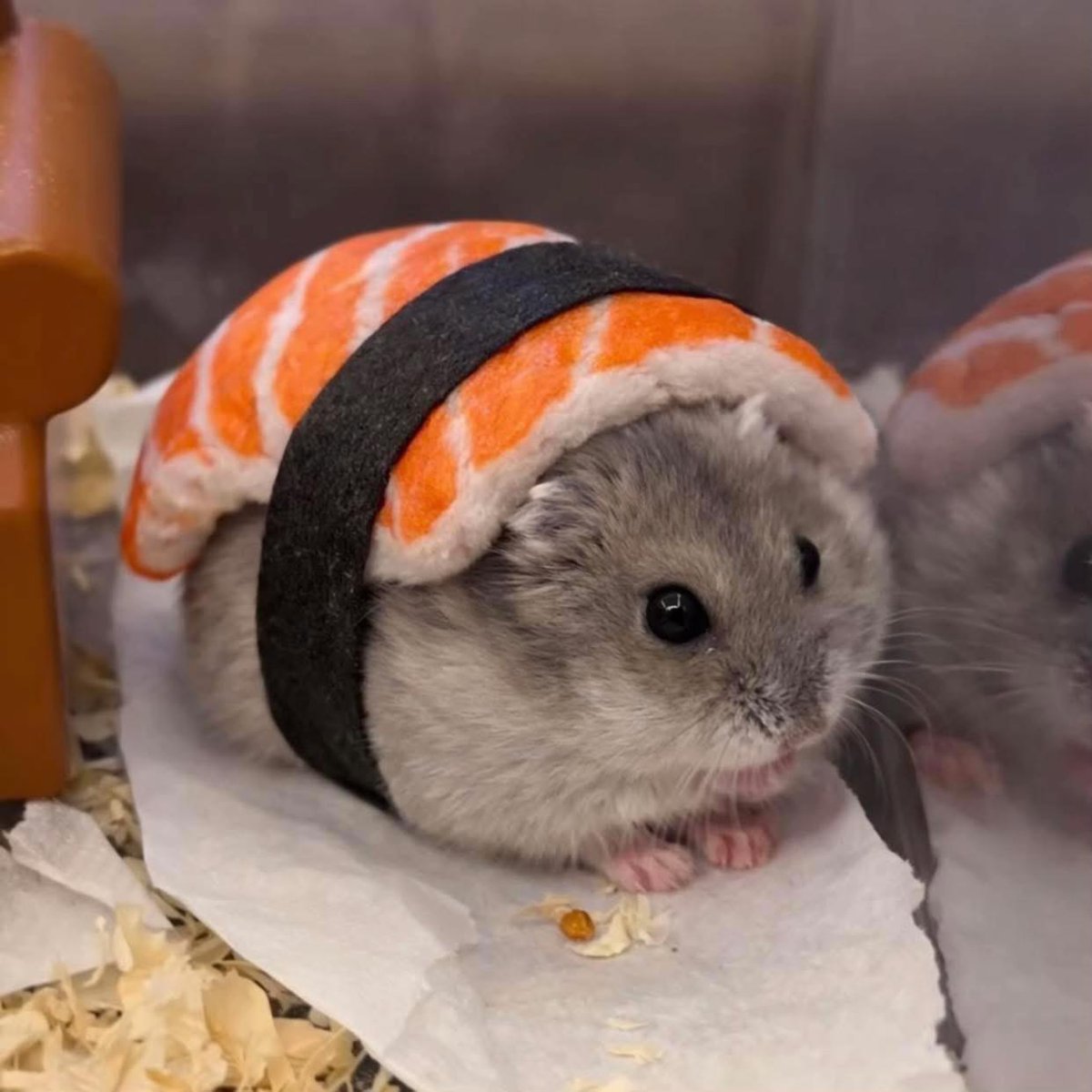 Tweets Of Hamster tweet media