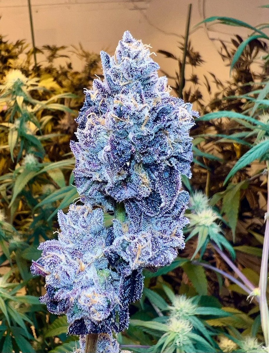 UprootCannabis's tweet photo. 📸Platinum Truffle X Black Maple X Sour D https://t.co/TOXvOC57jd