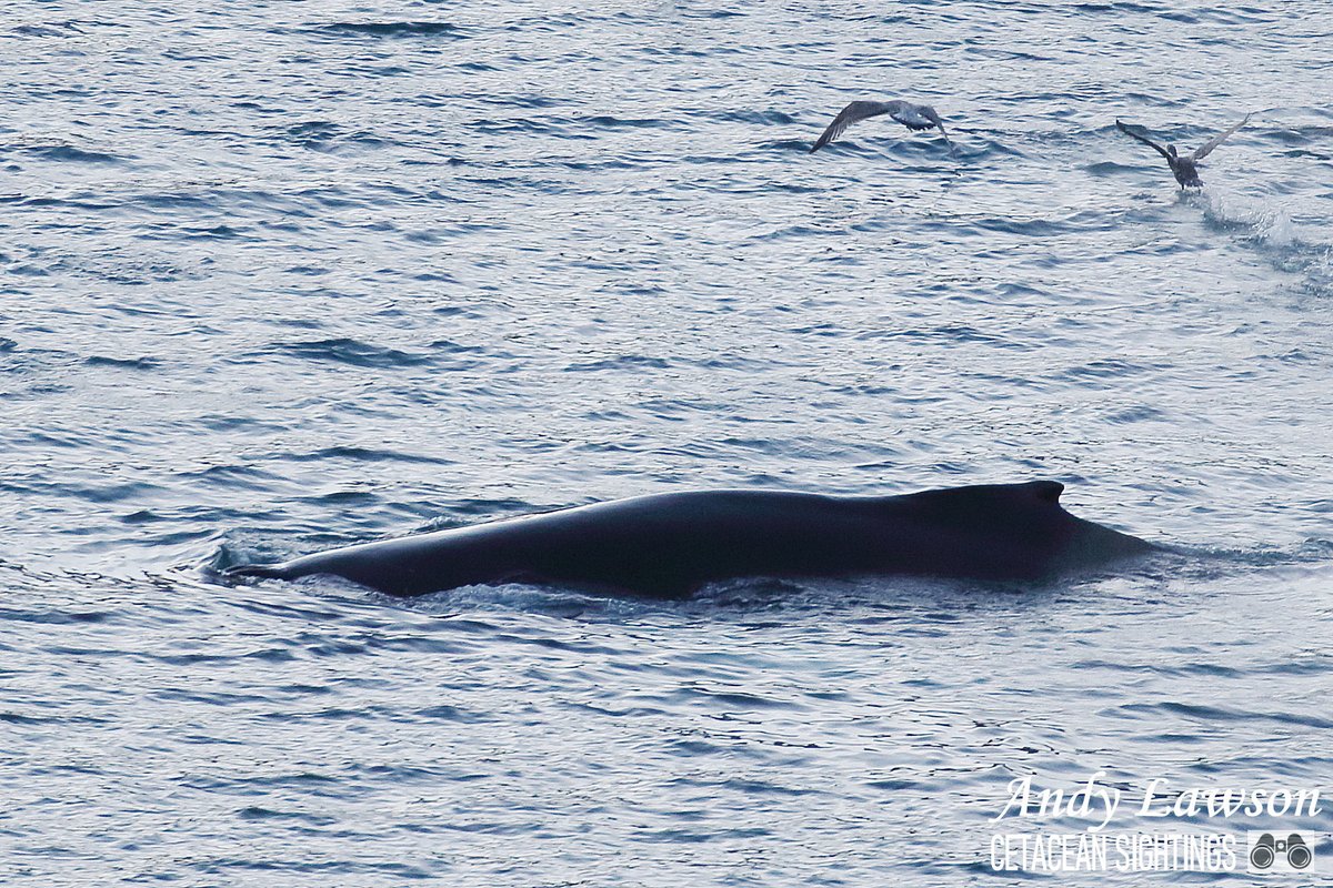 Andy Lawson tweet media