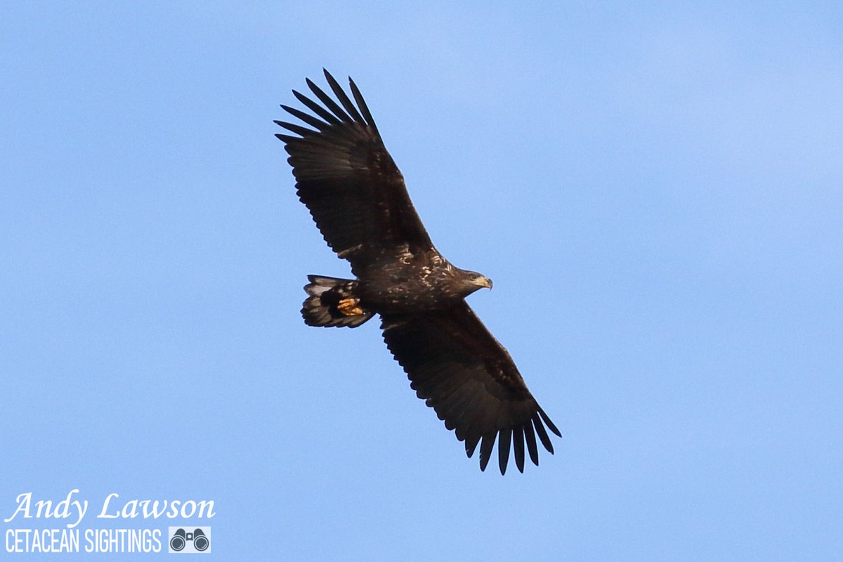 Andy Lawson tweet media