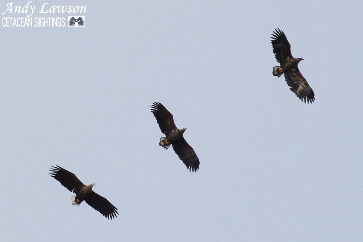 Andy Lawson tweet media