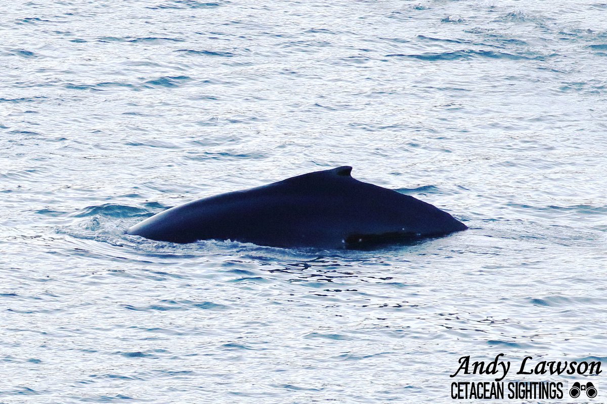 Andy Lawson tweet media