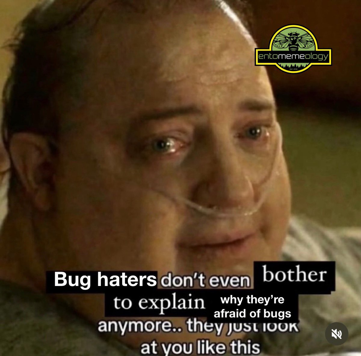 entomemeology's tweet image. 