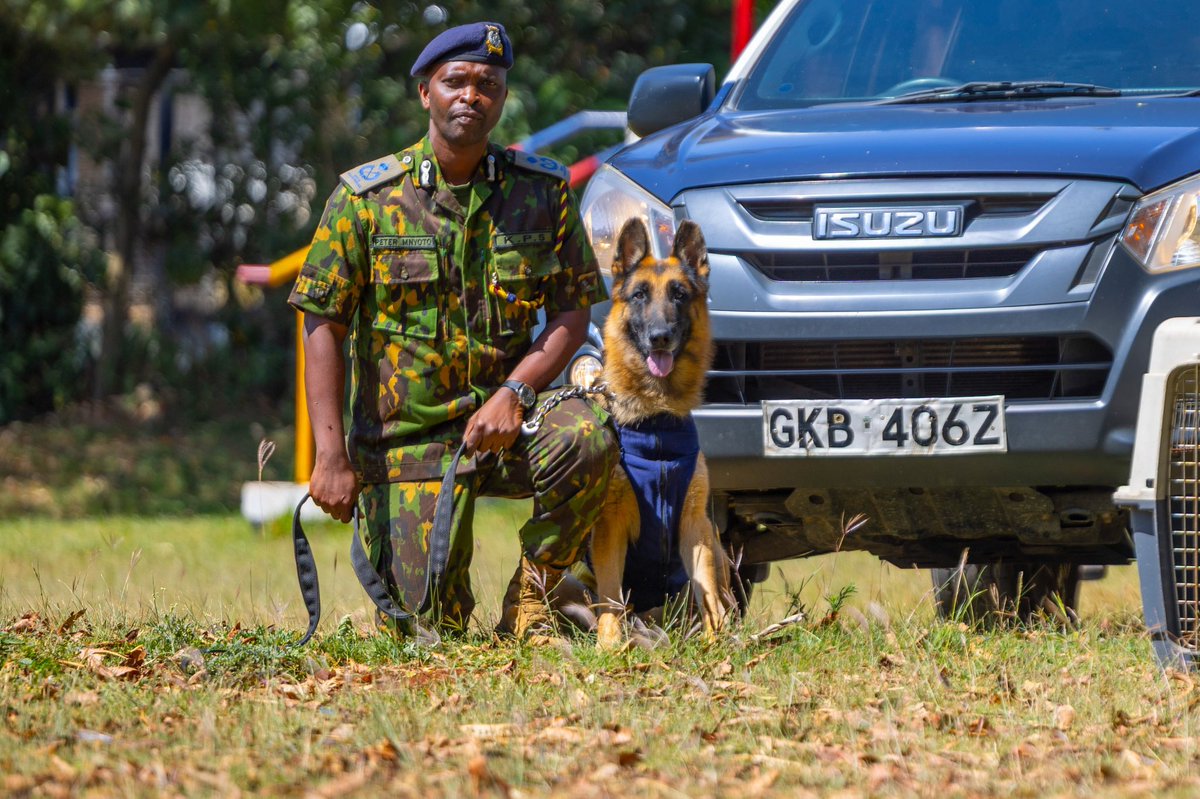 PoliceKE's tweet photo. #DidYouKnow 🐕‍🦺
Police dogs have service numbers, like their Police handlers?
According to Peter Mnyoto, Commandant #KenyaPoliceK9 "Every police dog that has been trained is given a name, a number and a file is opened. Just like a police officer,they do have service numbers." https://t.co/125j6M8eyD