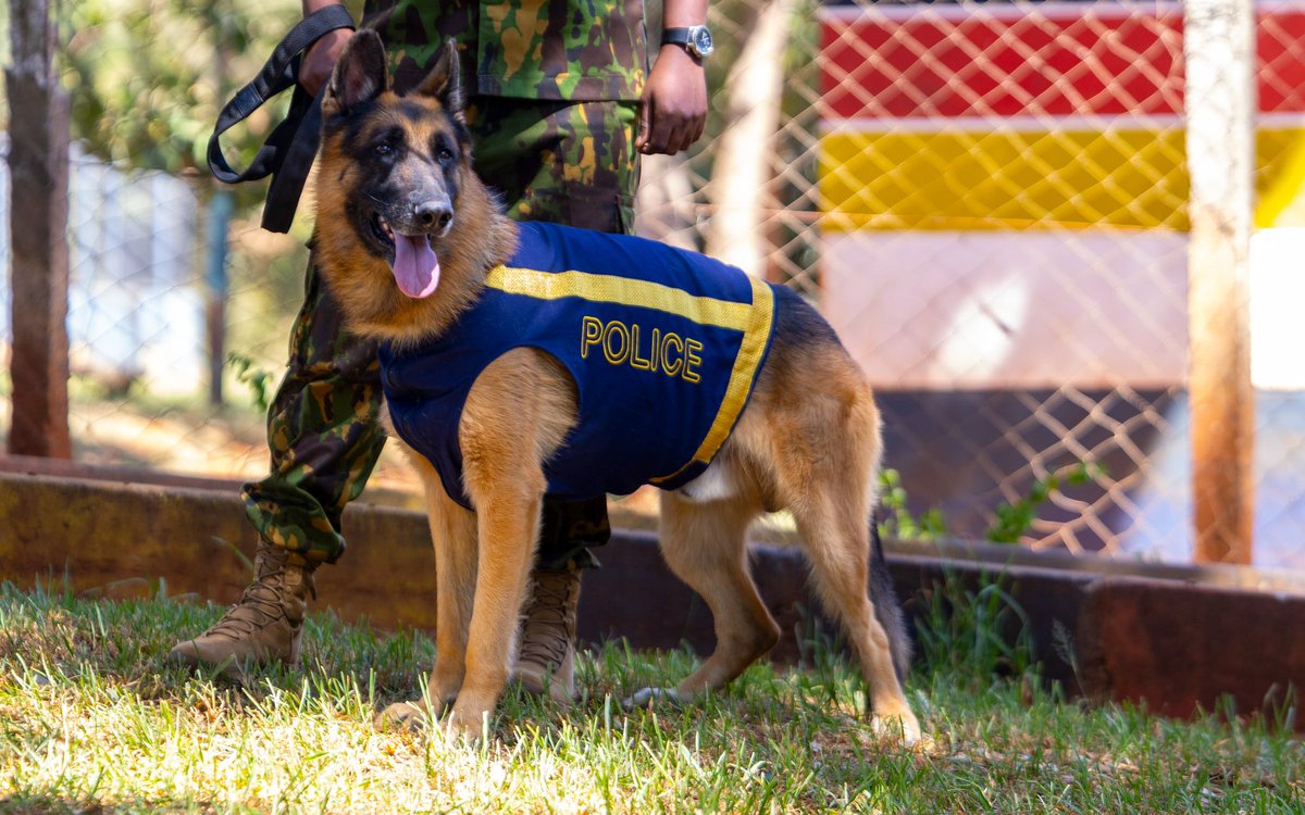 PoliceKE's tweet photo. #DidYouKnow 🐕‍🦺
Police dogs have service numbers, like their Police handlers?
According to Peter Mnyoto, Commandant #KenyaPoliceK9 "Every police dog that has been trained is given a name, a number and a file is opened. Just like a police officer,they do have service numbers." https://t.co/125j6M8eyD