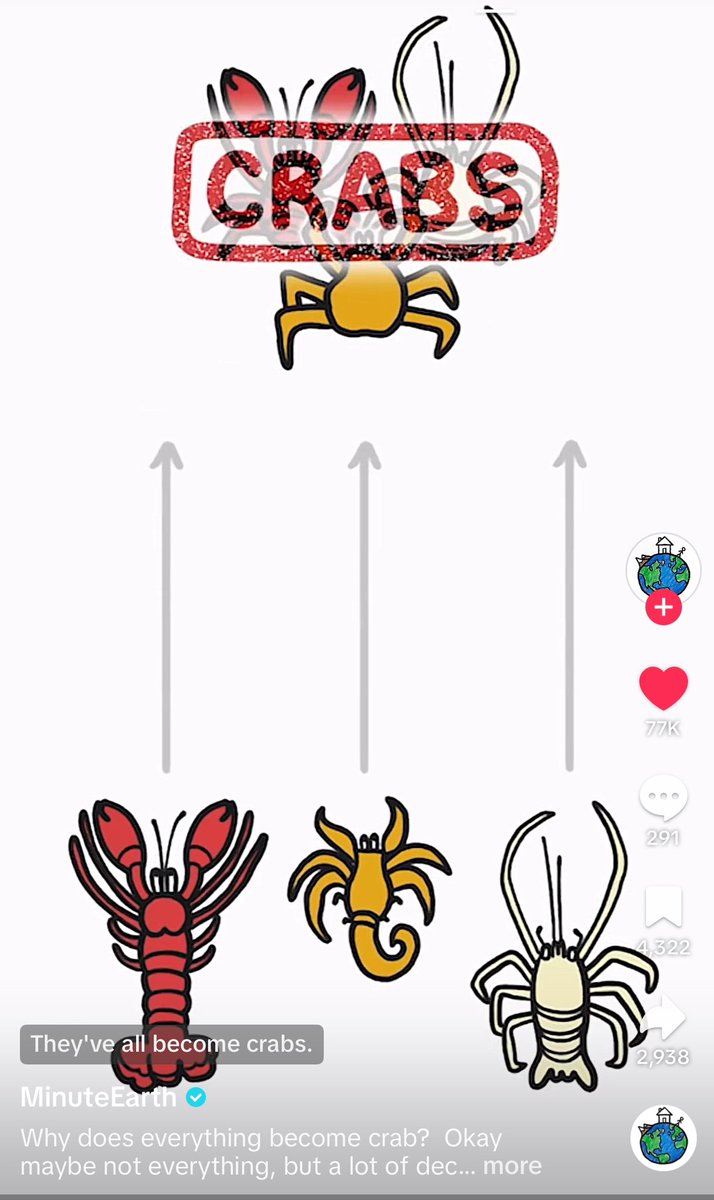 kingynott's tweet photo. Its literally everywhere

$carcinization is a well-known scientific term 

Watch this to understand why everything becomes crab

https://t.co/gTDCGoDQbw https://t.co/tDMph1qDKf