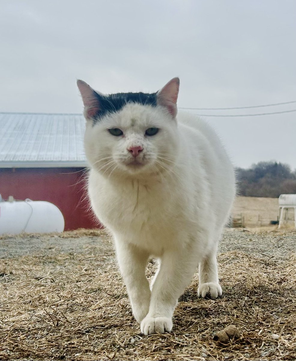 𝔈𝔩𝔦𝔷𝔞 tweet media