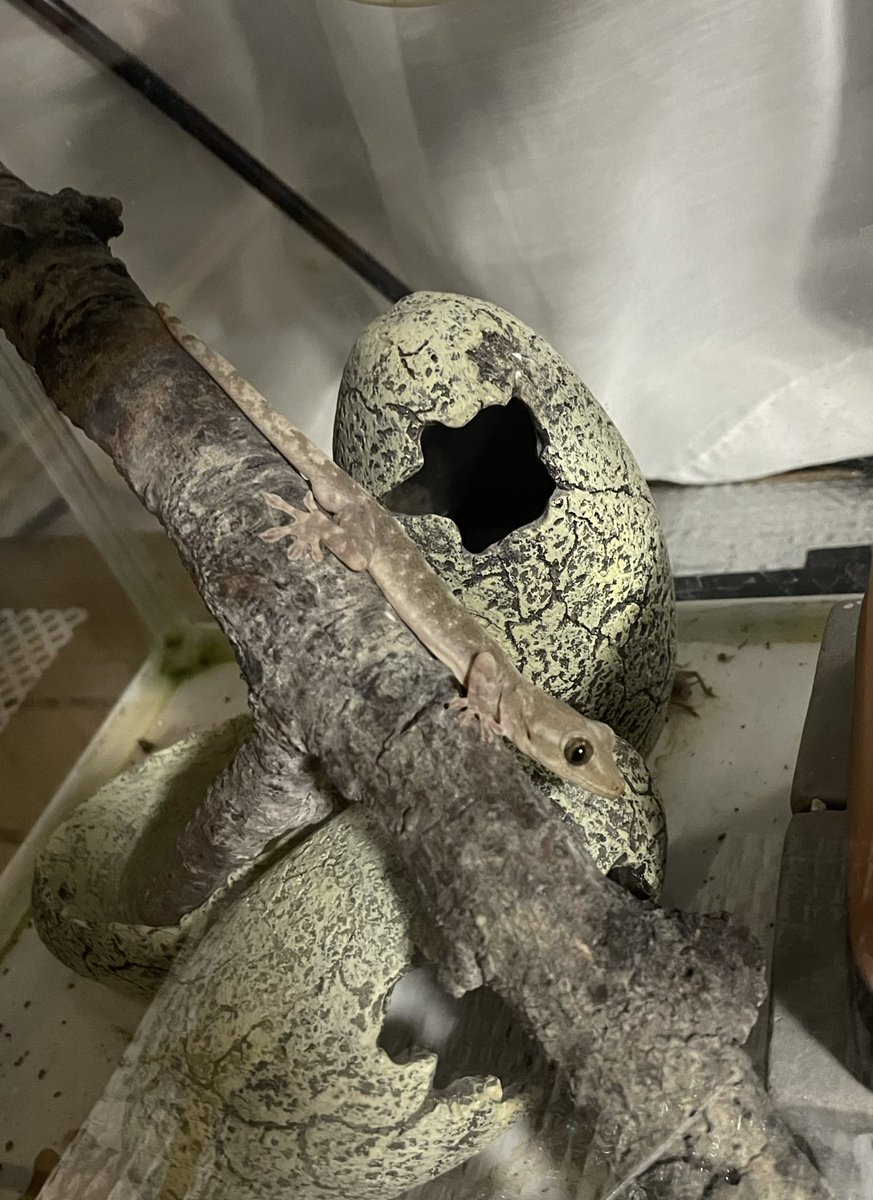 ひるね🦎 tweet media