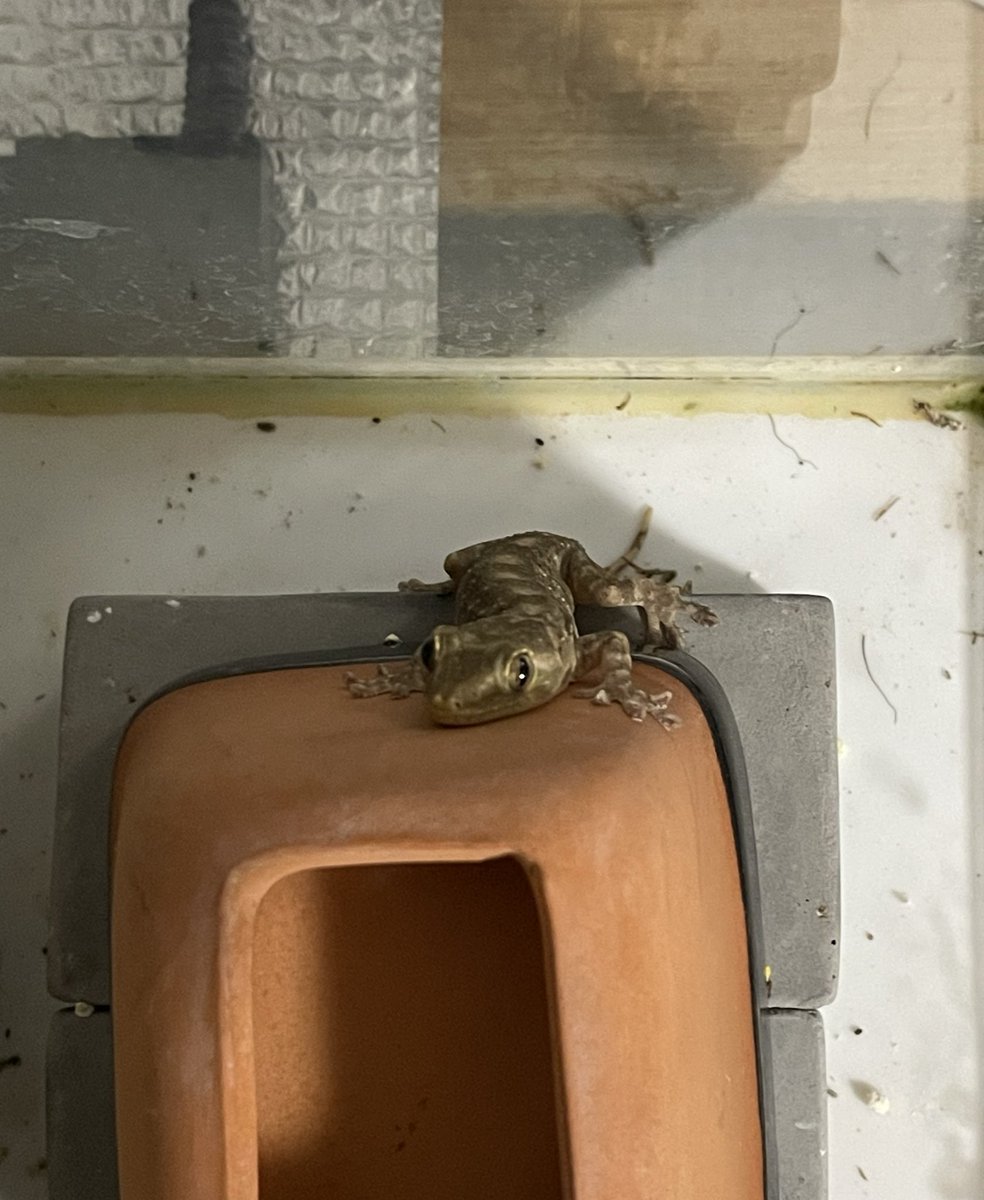 ひるね🦎 tweet media