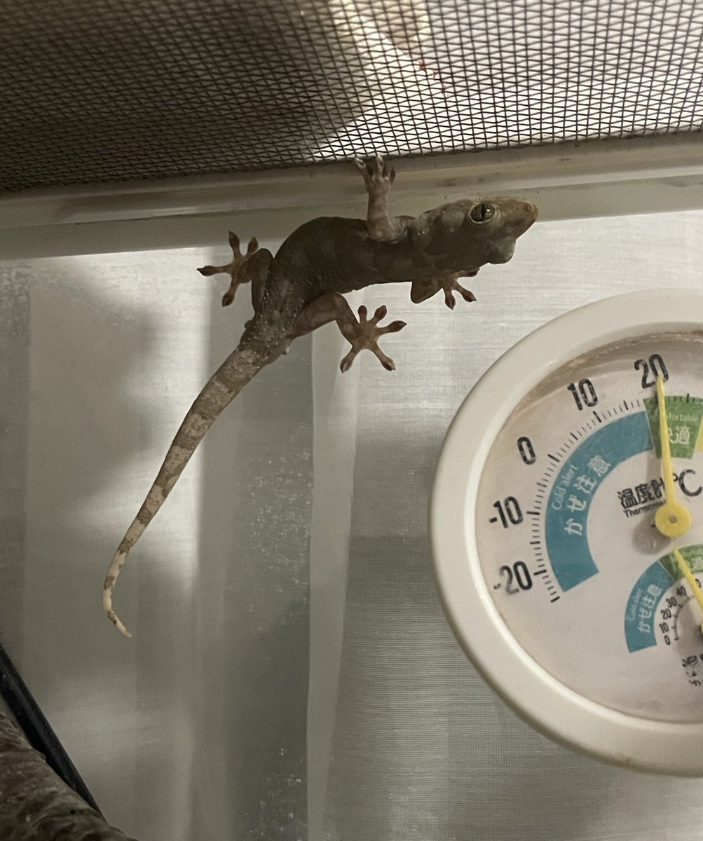 ひるね🦎 tweet media