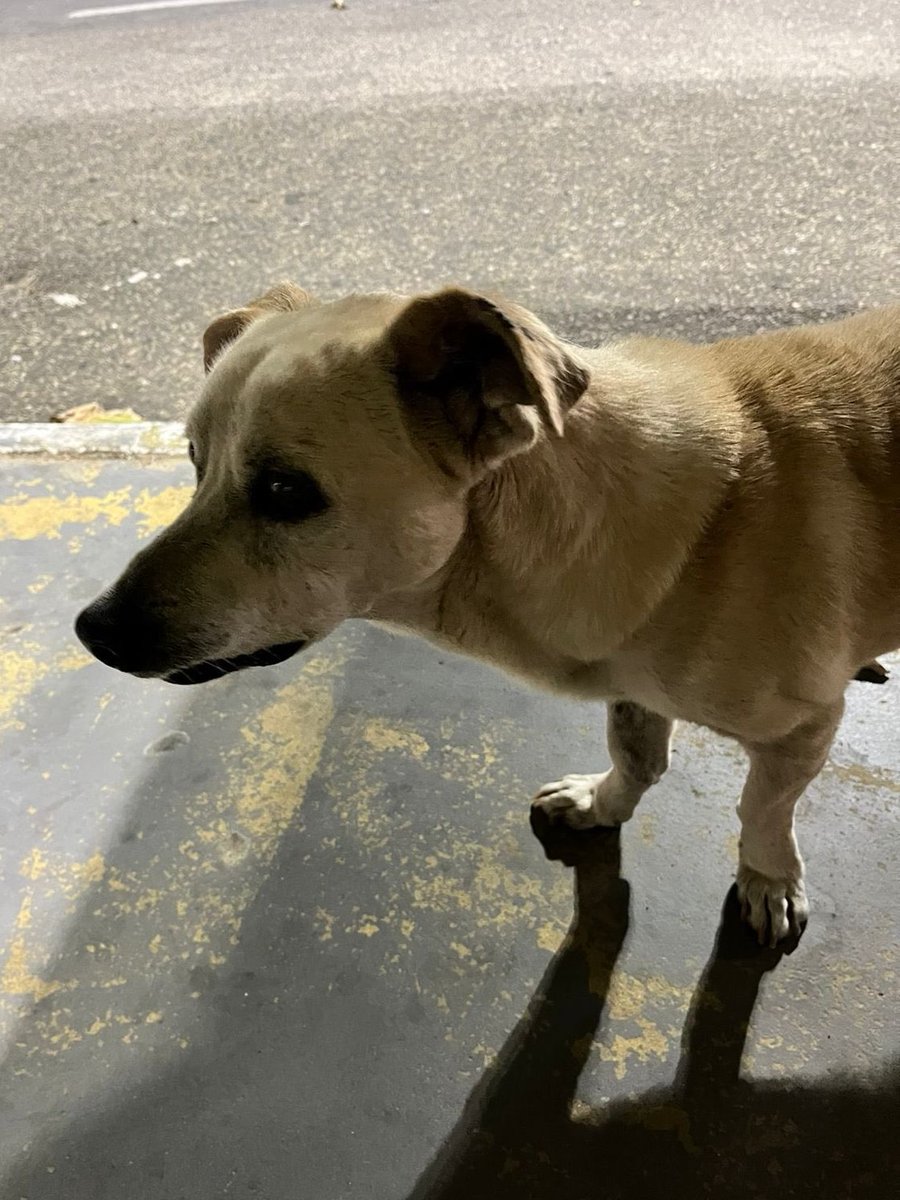 🖤 🐶 Cão comunitário Chico é esfaqueado na Barra dos Coqueiros (SE) e acaba morrendo; suspeito está foragido.