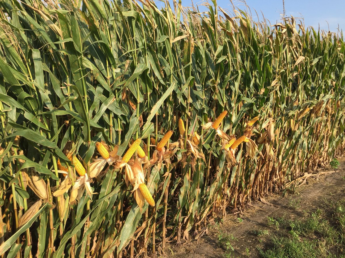 BumperCrop1's tweet photo. Del rendimiento potencial del maíz o la soja, que suele ser un número sólo alcanzable mediante fertiirrigación por goteo, debe extraerse un escalón por c/día de penuria que sufre el cultivo.
¿De qué tamaño son esos escalones? Depende de la etapa fenológica en la que se encuentre. https://t.co/4oQQABbt76