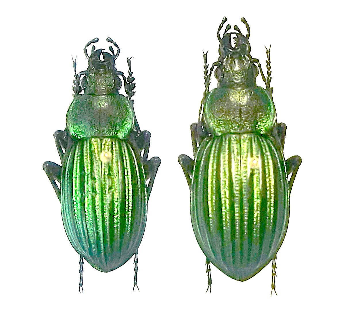 Blaptosoma viridissulacatum vandenberghi Pto de la Campagna (alt